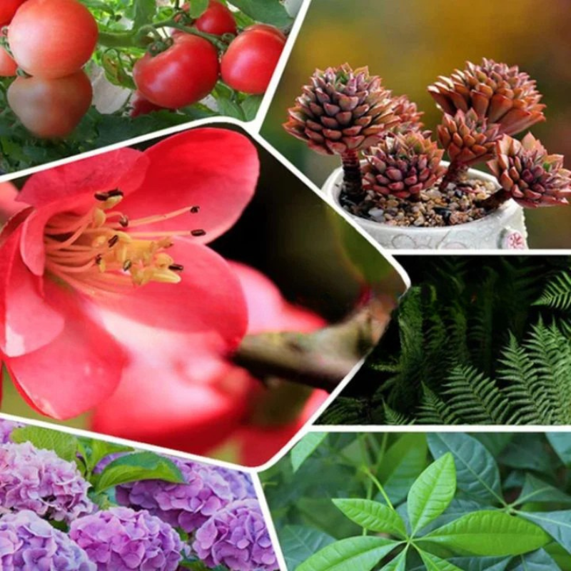 GreenBoost™ – Hochkonzentrierter Dünger für neue Pflanzenkraft