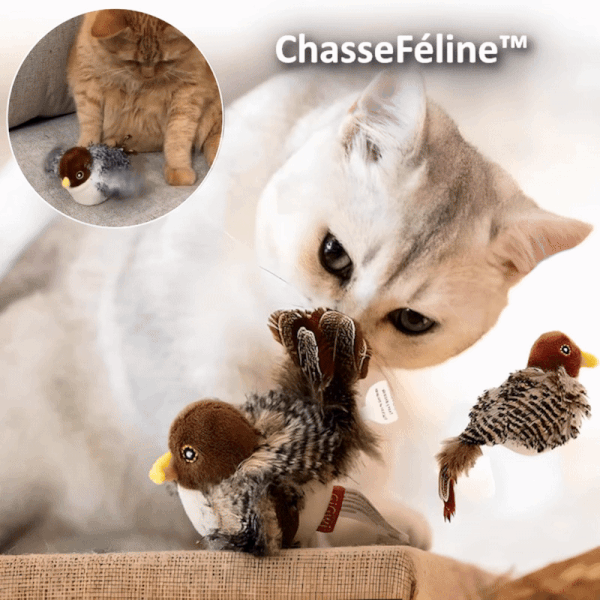 Katzenjagd| Wecken Sie den wilden Instinkt Ihres Cats!