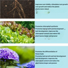 GreenBoost™ – Hochkonzentrierter Dünger für neue Pflanzenkraft