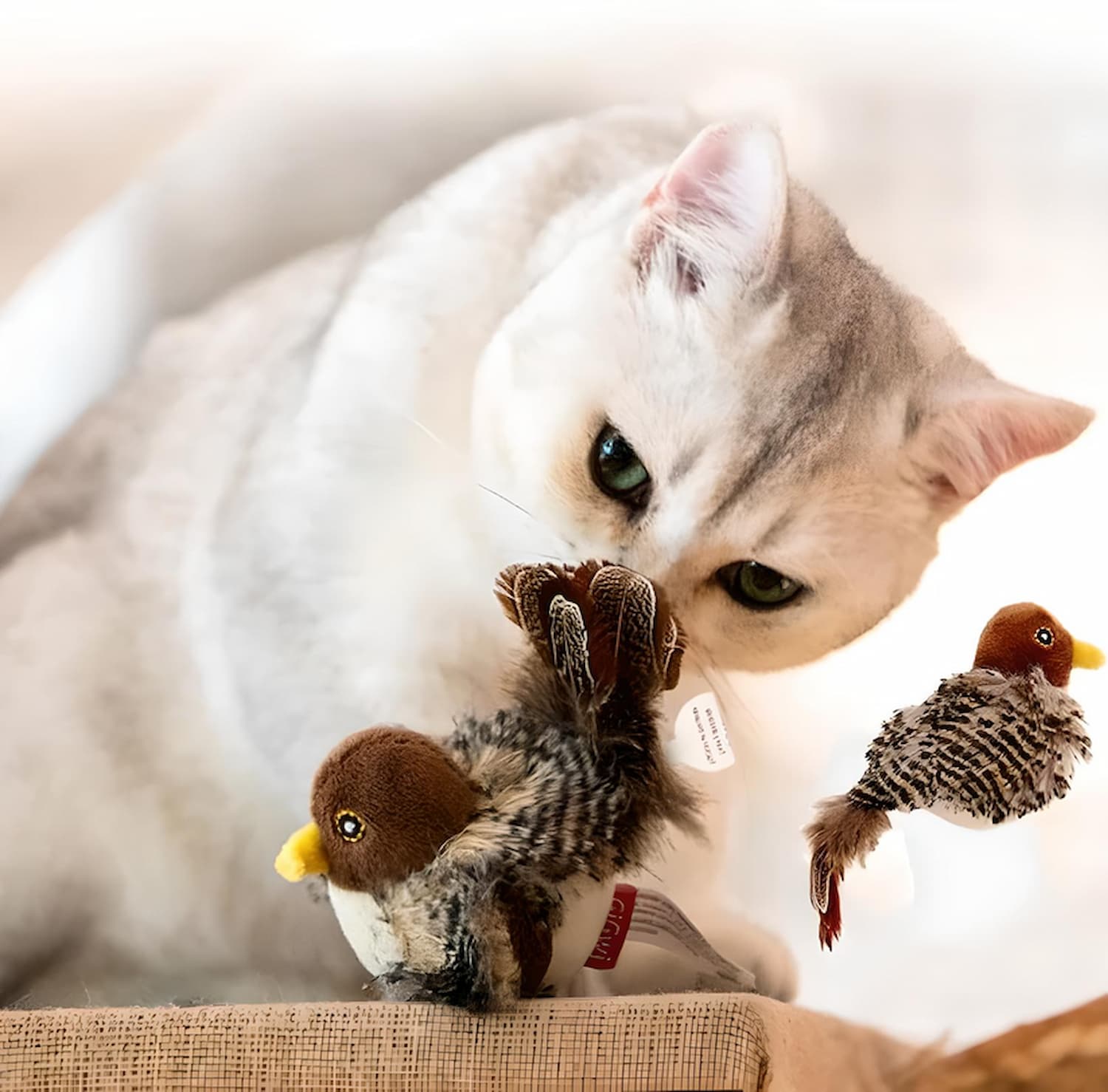 Katzenjagd™ | Wecken Sie den wilden Instinkt Ihres Cats!