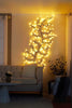 Bright Ranke